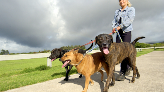 An ultimate guide for Dog walking business from PetbizMarketer